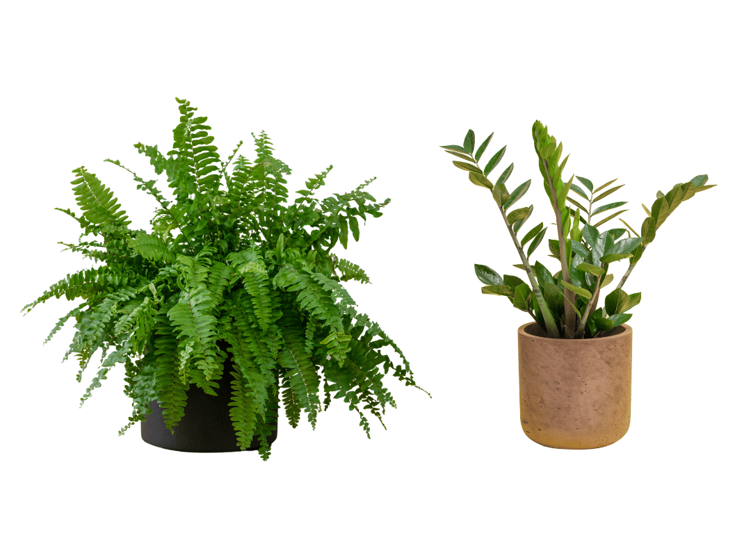 Bathroom-Friendly Plants