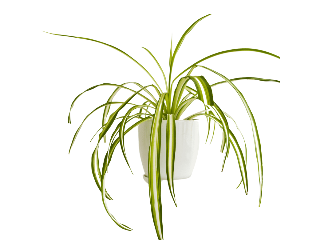 Spider Plant