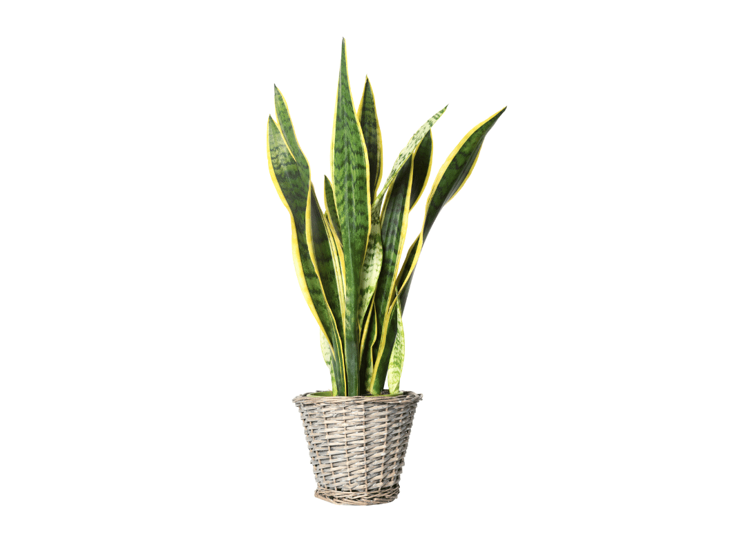 Snake Plant (Sansevieria)