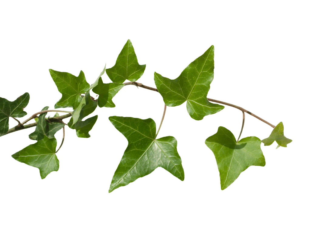 English Ivy (Hedera helix)