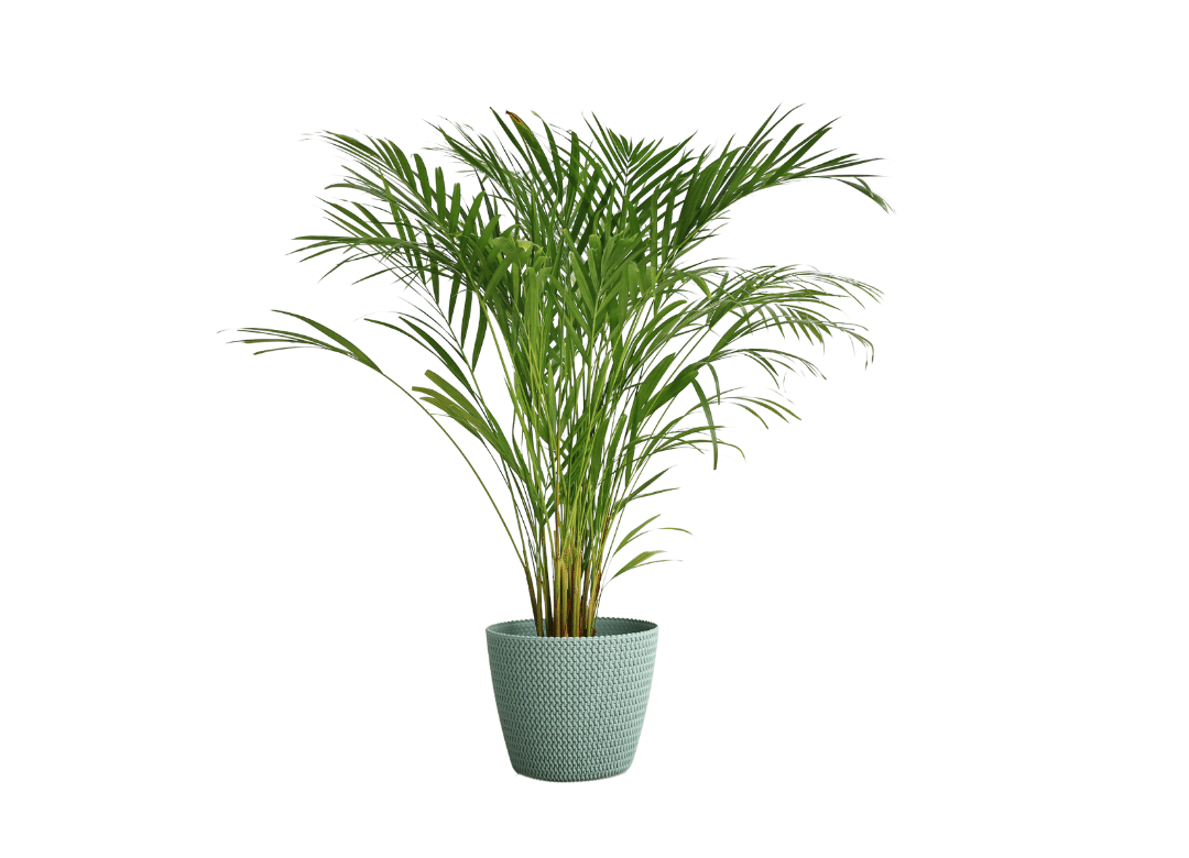 Areca palm