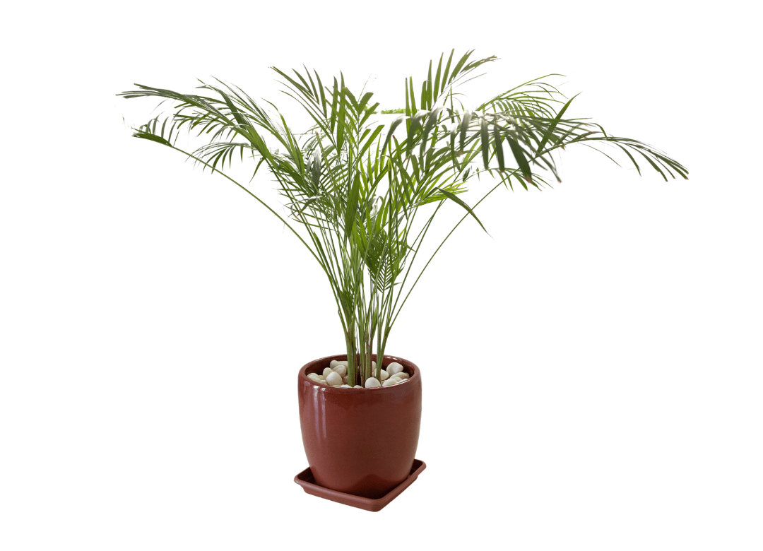 Bamboo palm